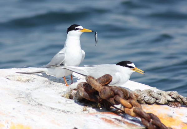 Little terns