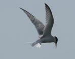 Little tern hovering