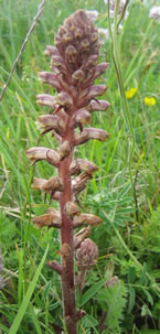 broomrape