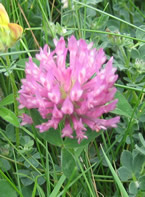 red clover