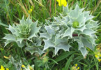 sea holly