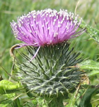 Thistle