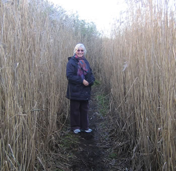 Reedbed