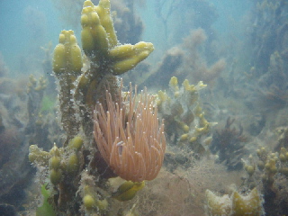 Snakelocks anenome