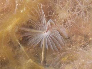 Peacock worm